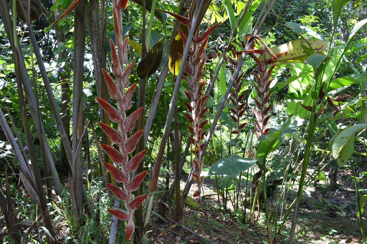 Natuga Ecolodge-Villas Dominical Baru Zewnętrze zdjęcie